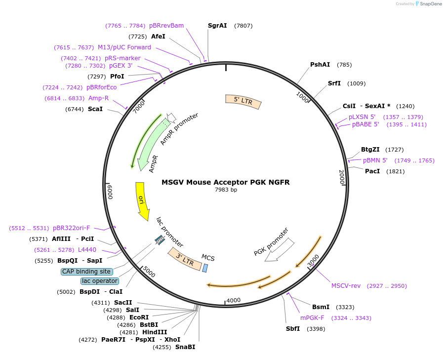 128482-plasmid-map-sequence-id-251619