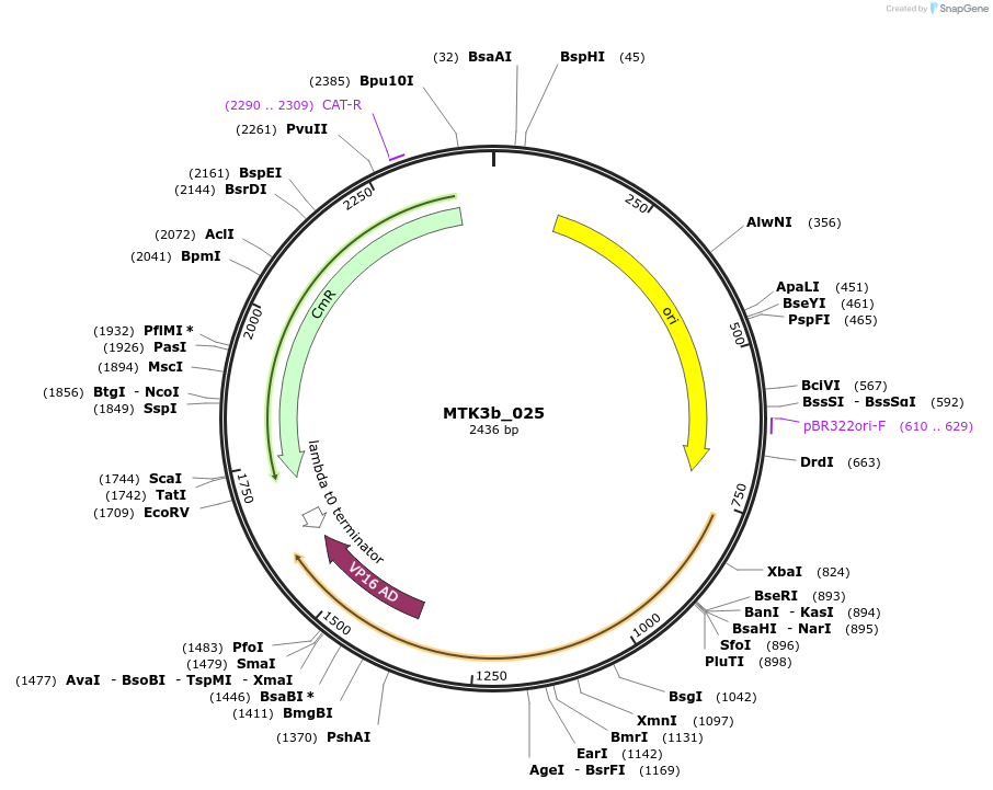 123954-plasmid-map-sequence-id-251624