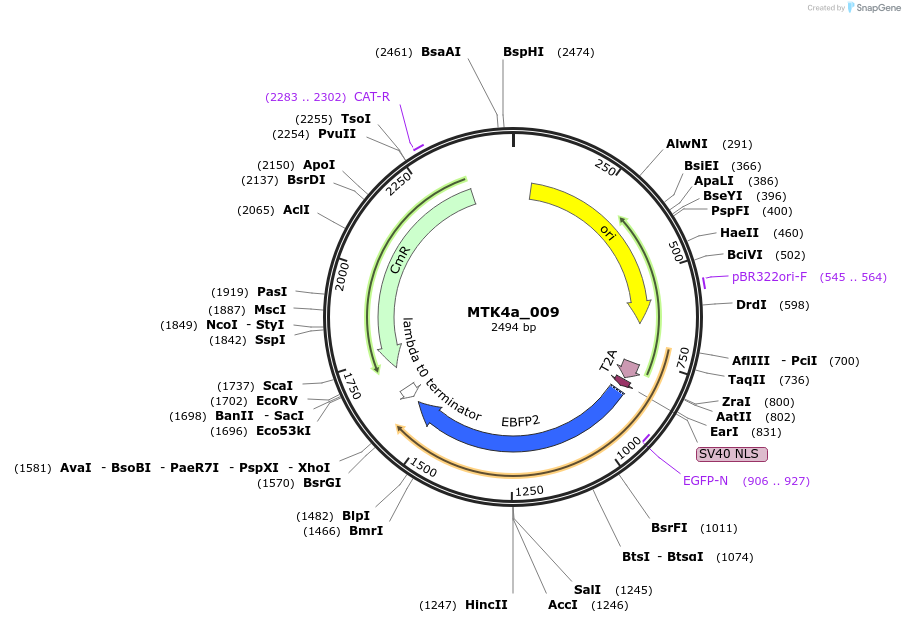 123956-plasmid-map-sequence-id-251627
