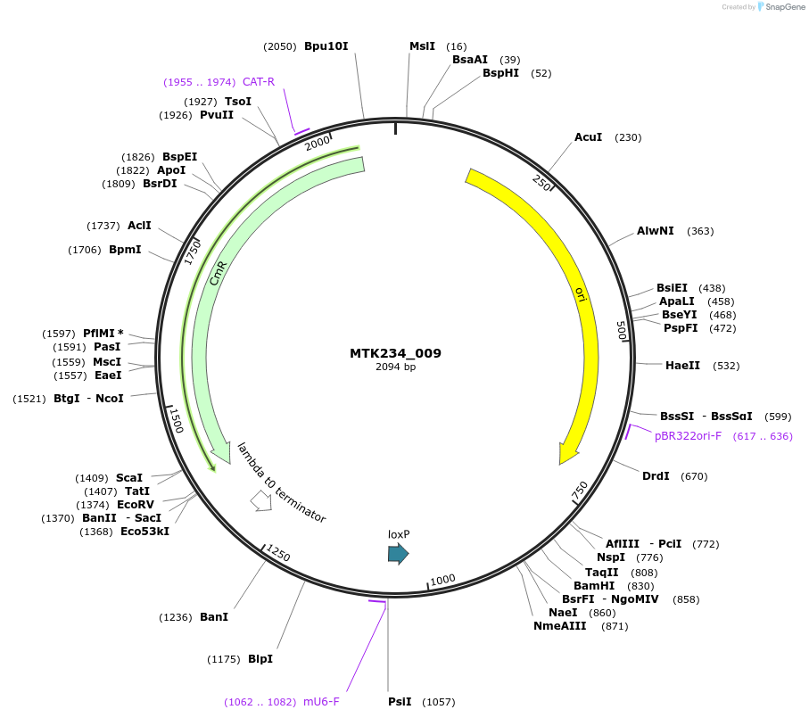 123957-plasmid-map-sequence-id-251628