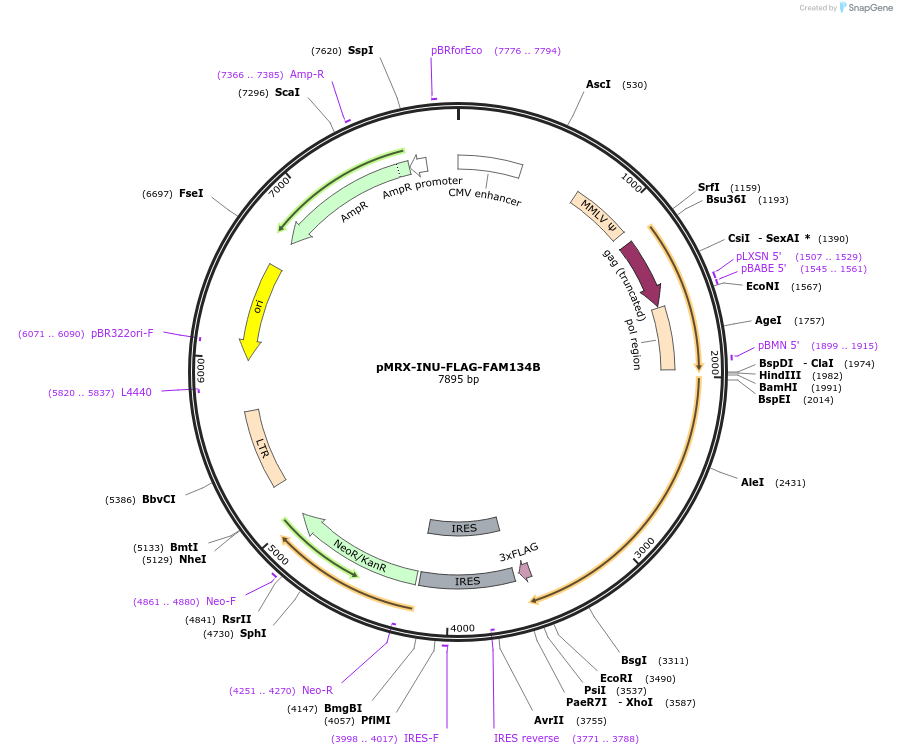 128260-plasmid-map-sequence-id-251631