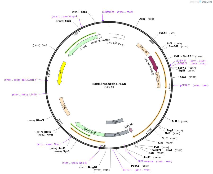 128263-plasmid-map-sequence-id-251642