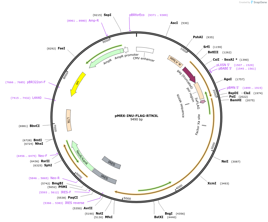 128264-plasmid-map-sequence-id-251644