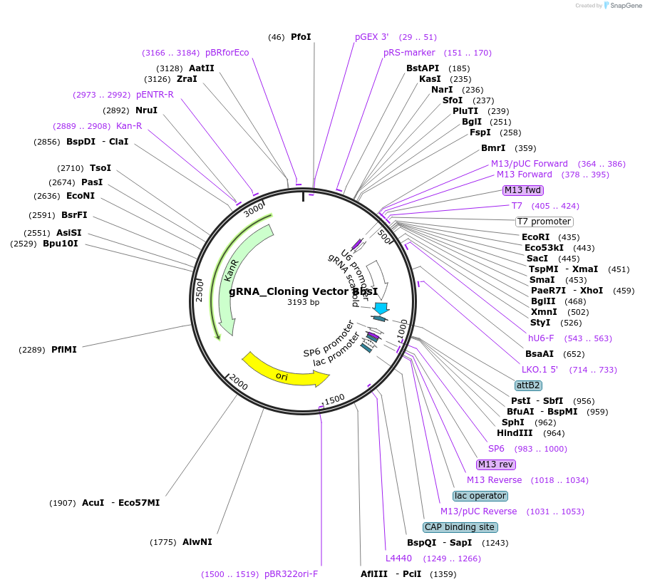 128433-plasmid-map-sequence-id-251645