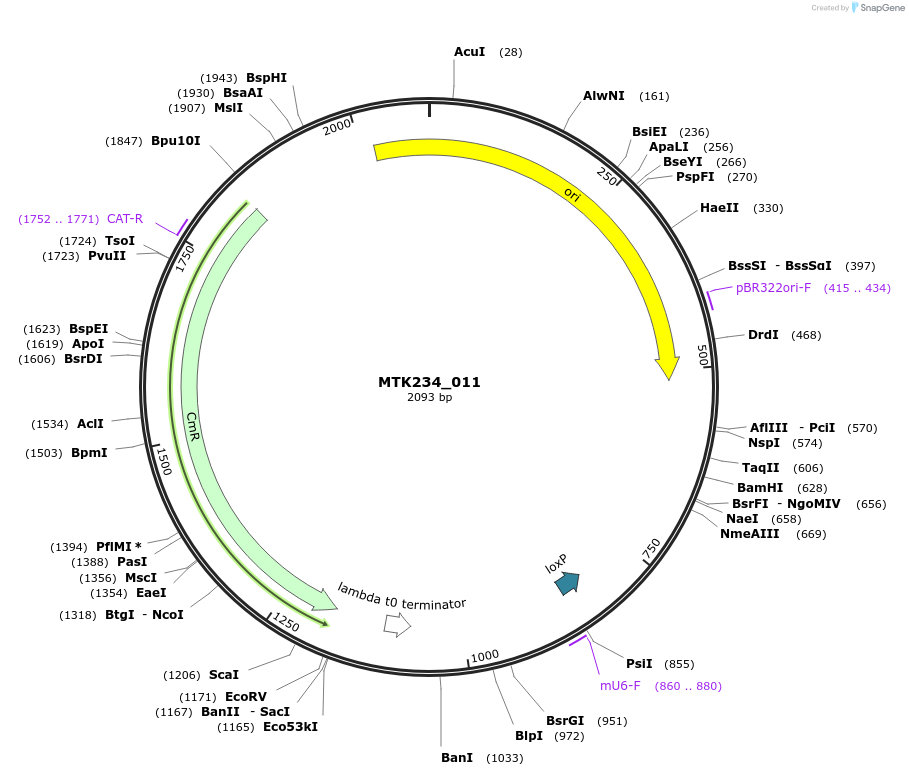 123958-plasmid-map-sequence-id-251646