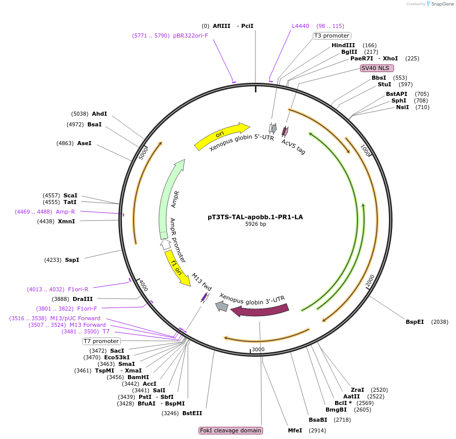 128693-plasmid-map-sequence-id-251657