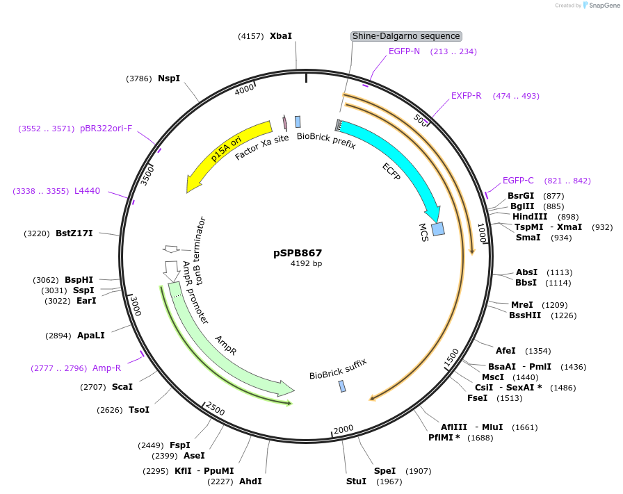 128305-plasmid-map-sequence-id-251662