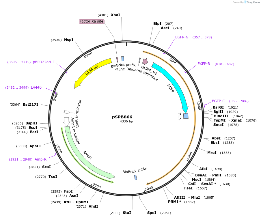 128304-plasmid-map-sequence-id-251664