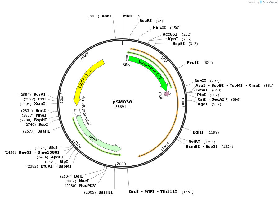 128293-plasmid-map-sequence-id-251667
