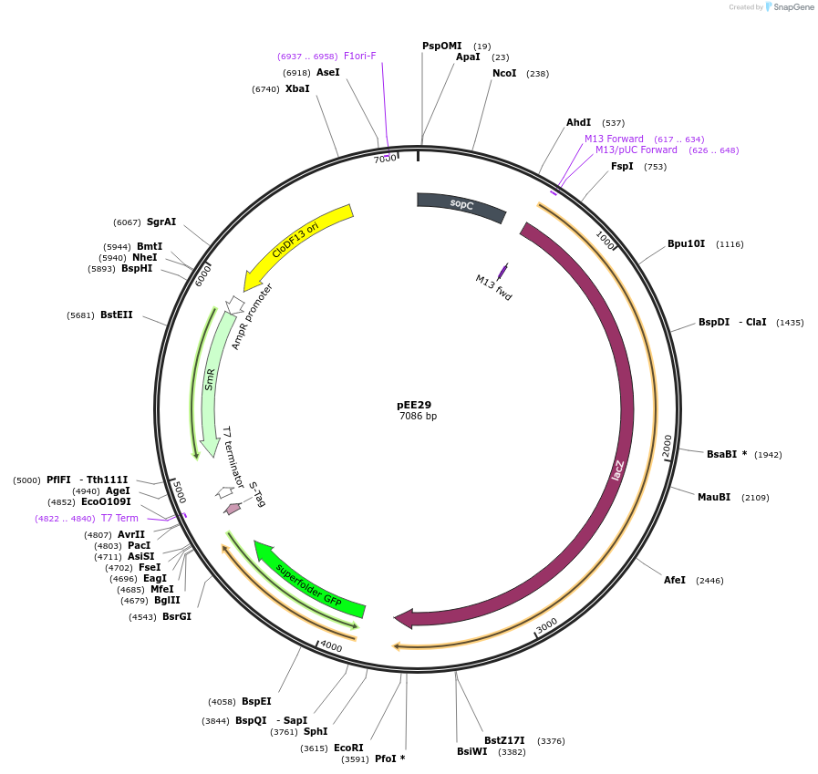 128287-plasmid-map-sequence-id-251668