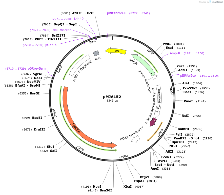 128527-plasmid-map-sequence-id-251673
