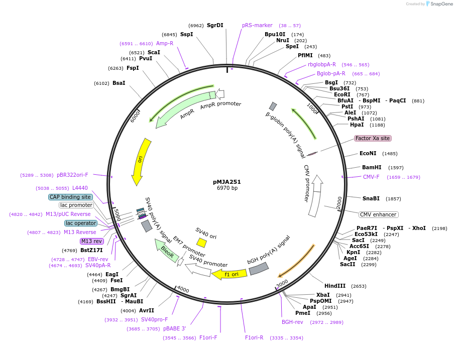128540-plasmid-map-sequence-id-251681