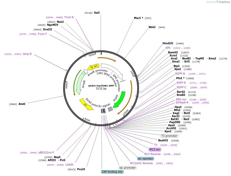 128426-plasmid-map-sequence-id-251683