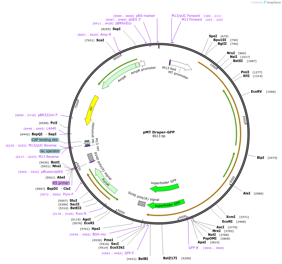 126653-plasmid-map-sequence-id-251709
