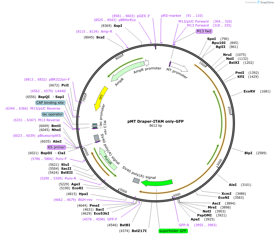 126656-plasmid-map-sequence-id-251713