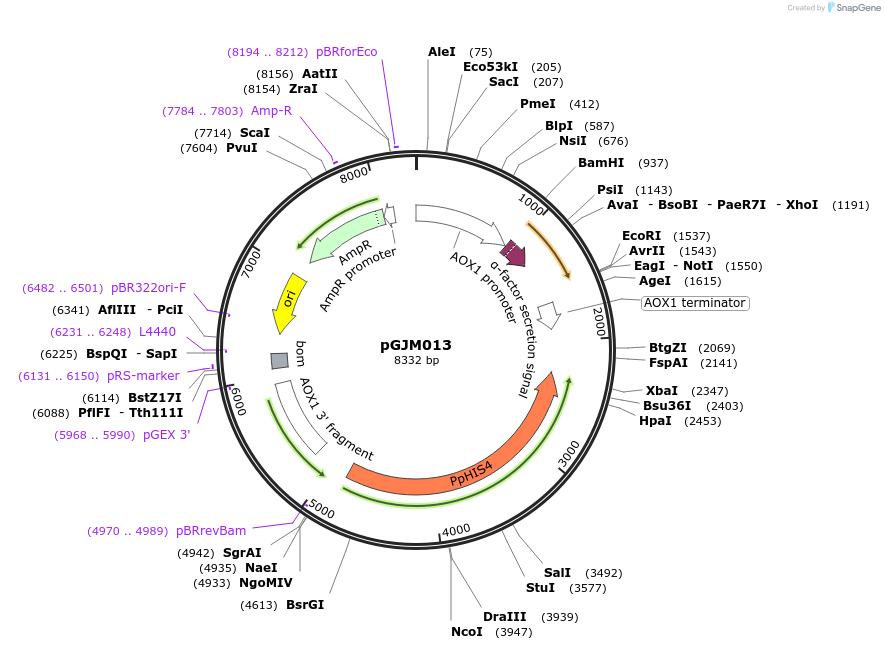 128548-plasmid-map-sequence-id-251719