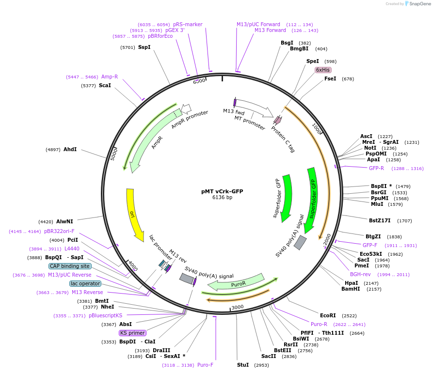126661-plasmid-map-sequence-id-251722