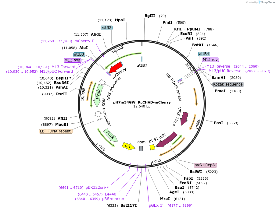 127784-plasmid-map-sequence-id-251725