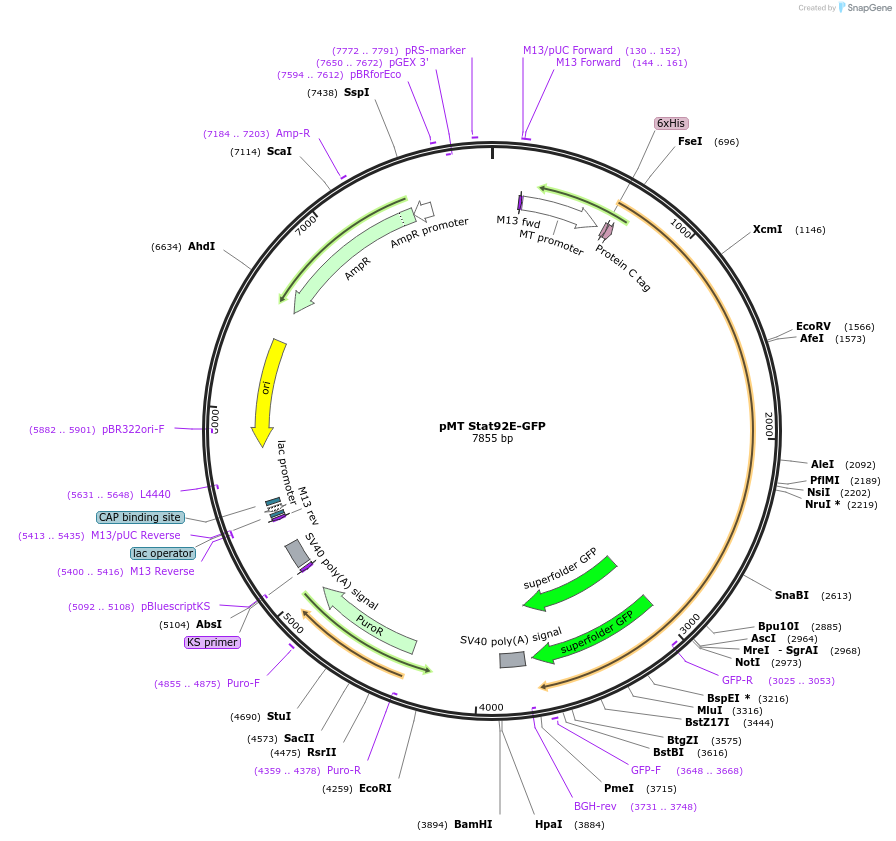 126662-plasmid-map-sequence-id-251727