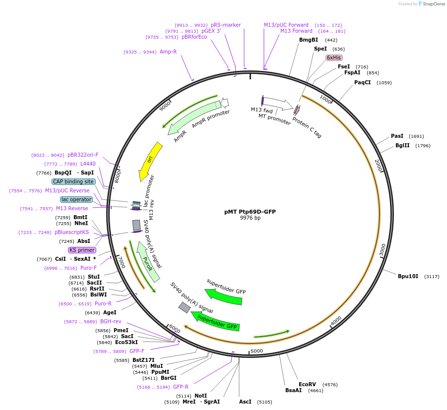 126663-plasmid-map-sequence-id-251729