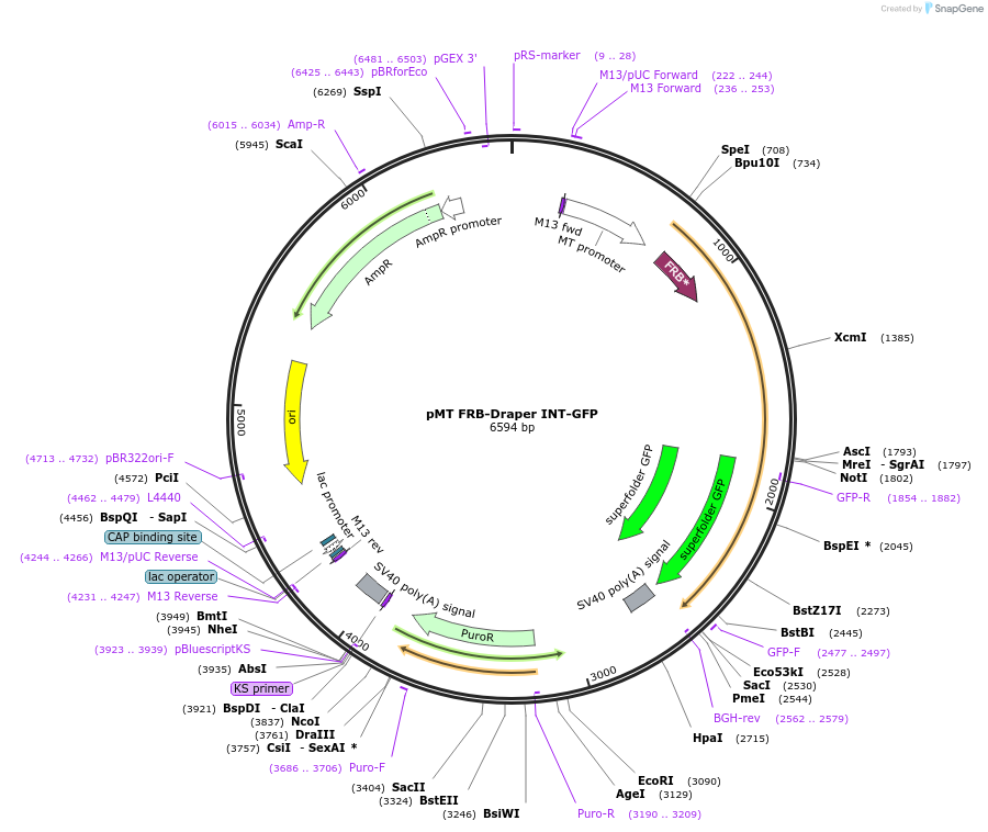 126665-plasmid-map-sequence-id-251732