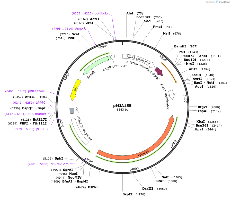 128530-plasmid-map-sequence-id-251733