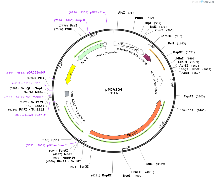 128520-plasmid-map-sequence-id-251739