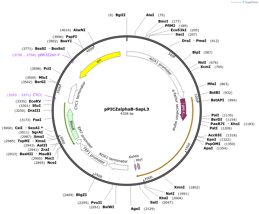 78171-plasmid-map-sequence-id-251755