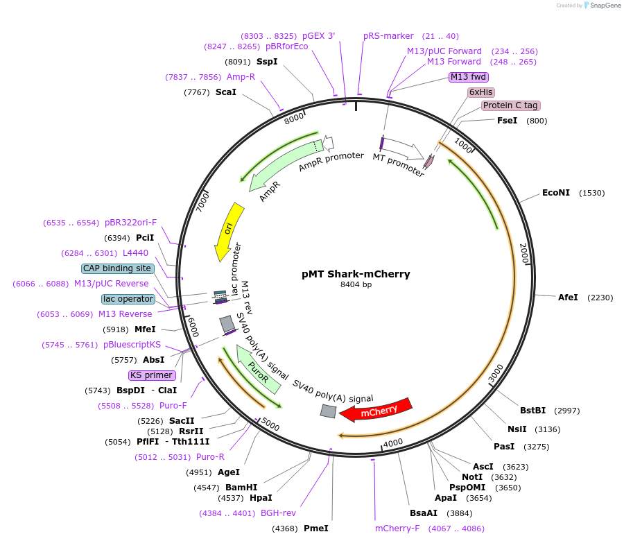 126668-plasmid-map-sequence-id-251760