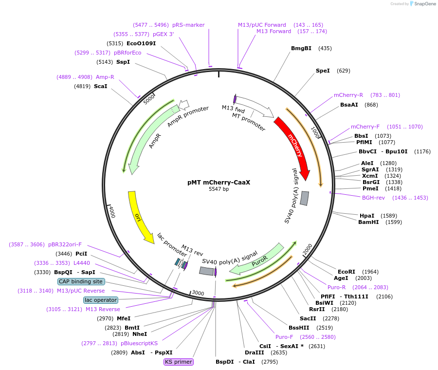 126669-plasmid-map-sequence-id-251761