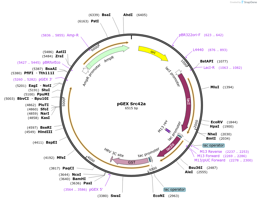 126673-plasmid-map-sequence-id-251762