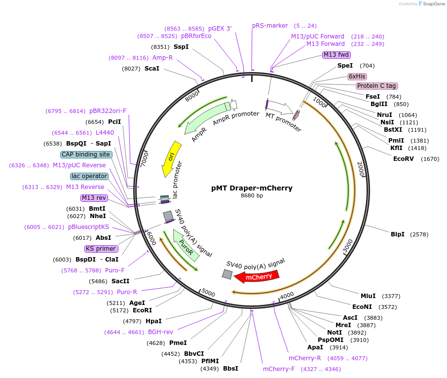 126667-plasmid-map-sequence-id-251766