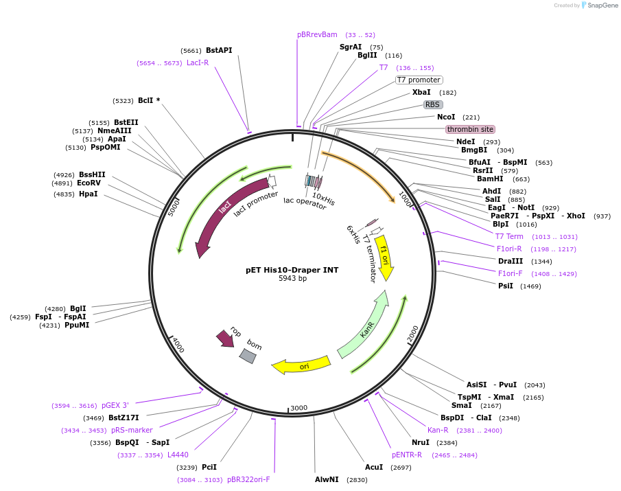 126670-plasmid-map-sequence-id-251771