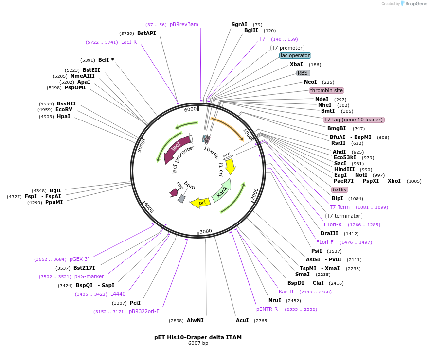 126671-plasmid-map-sequence-id-251773