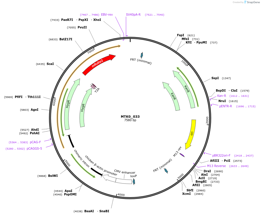 123971-plasmid-map-sequence-id-251790