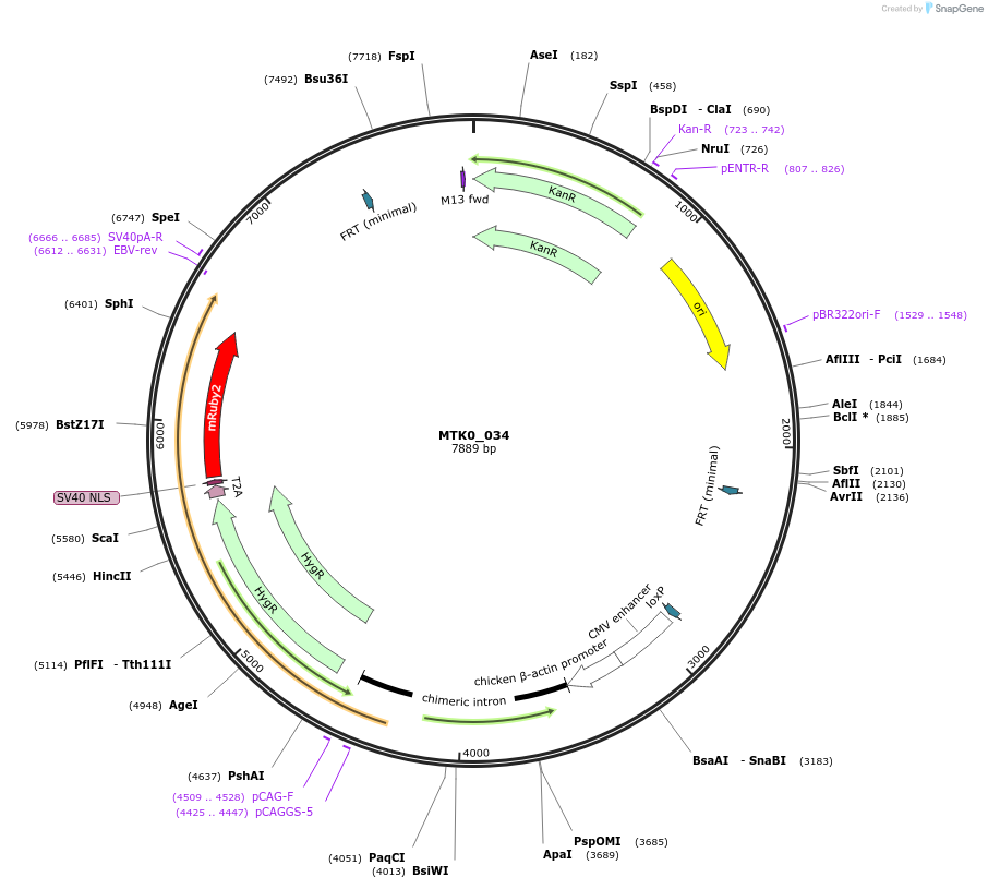 123972-plasmid-map-sequence-id-251792