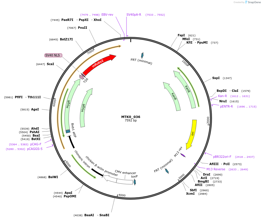 123973-plasmid-map-sequence-id-251793