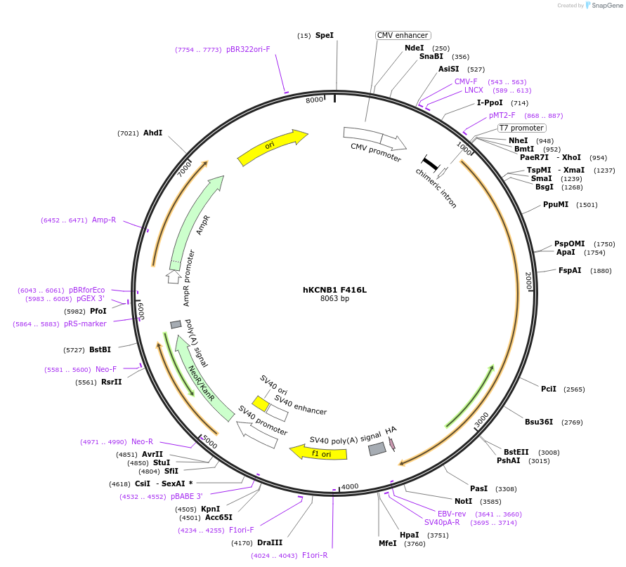 124491-plasmid-map-sequence-id-251796