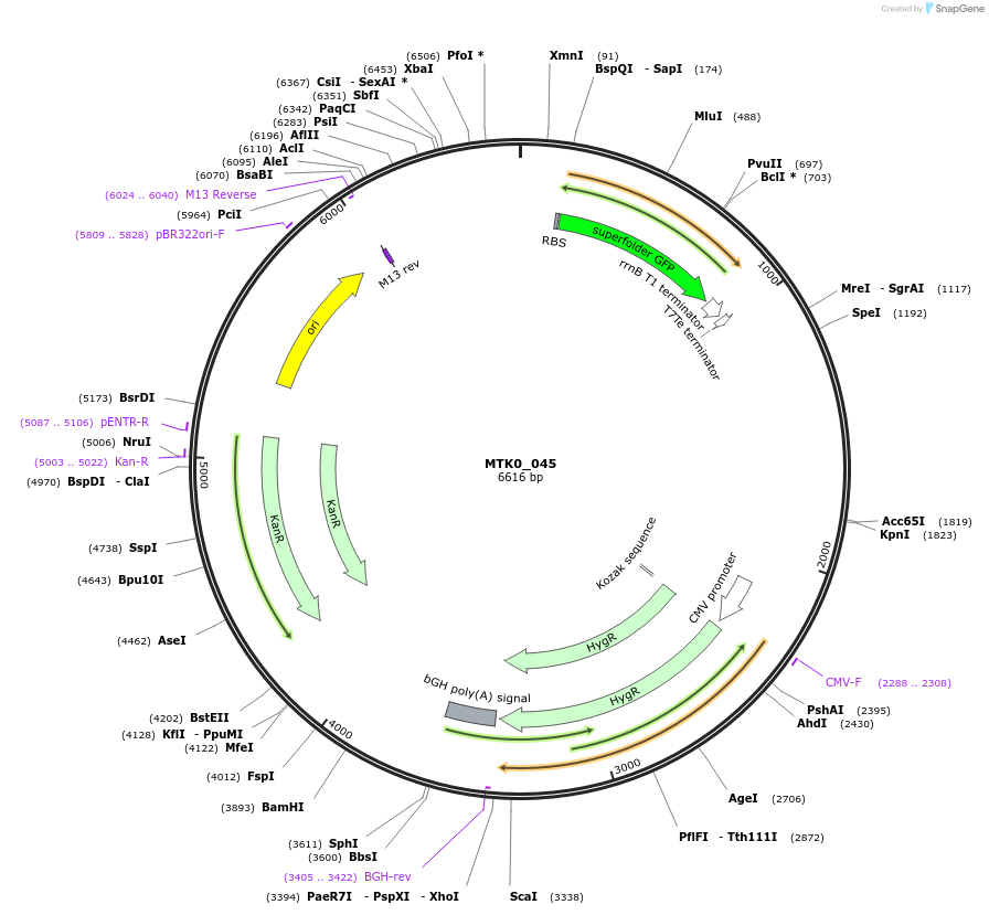 123975-plasmid-map-sequence-id-251797
