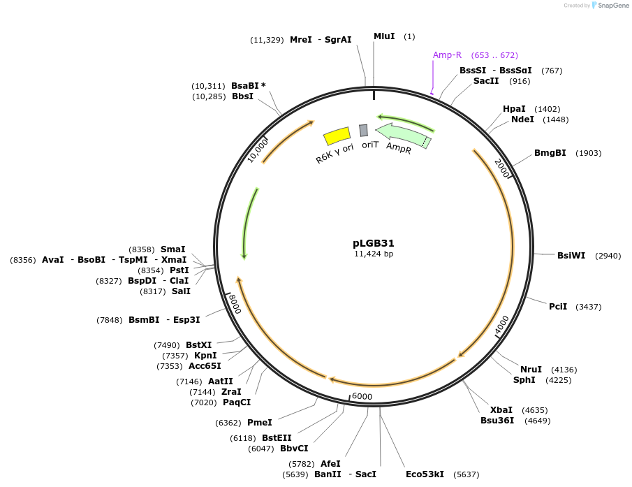 126621-plasmid-map-sequence-id-251805