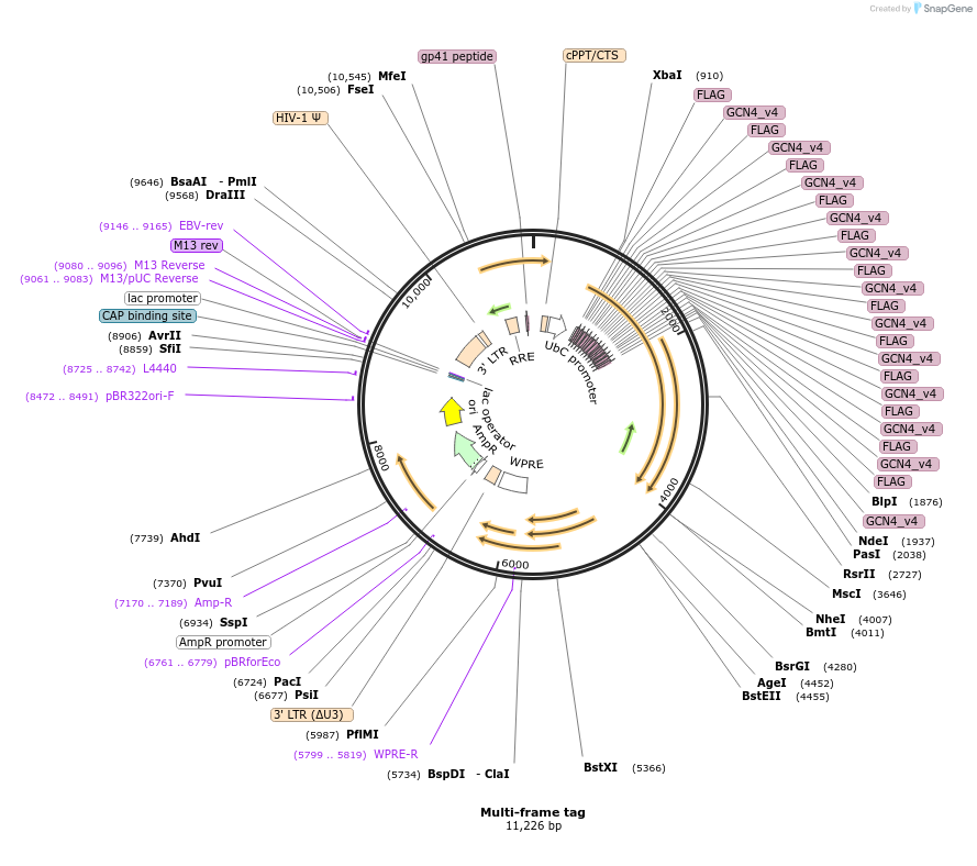 128610-plasmid-map-sequence-id-251814