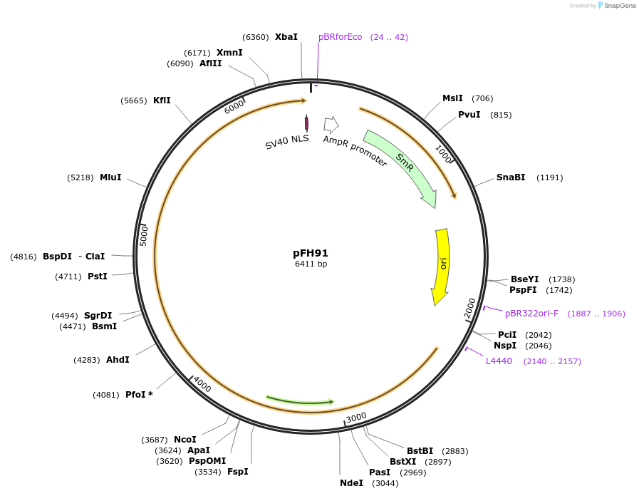 125819-plasmid-map-sequence-id-251815