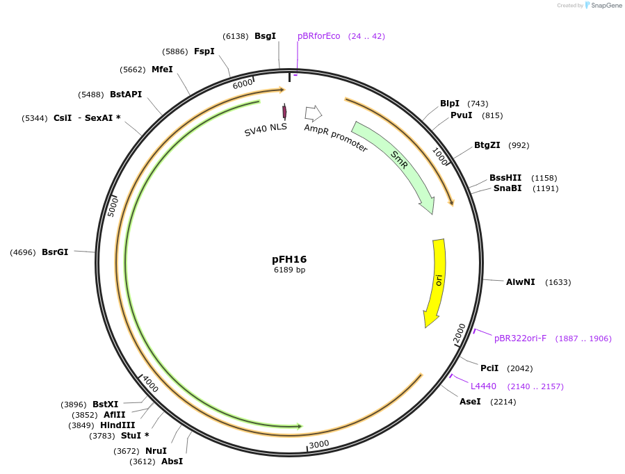 125801-plasmid-map-sequence-id-251817