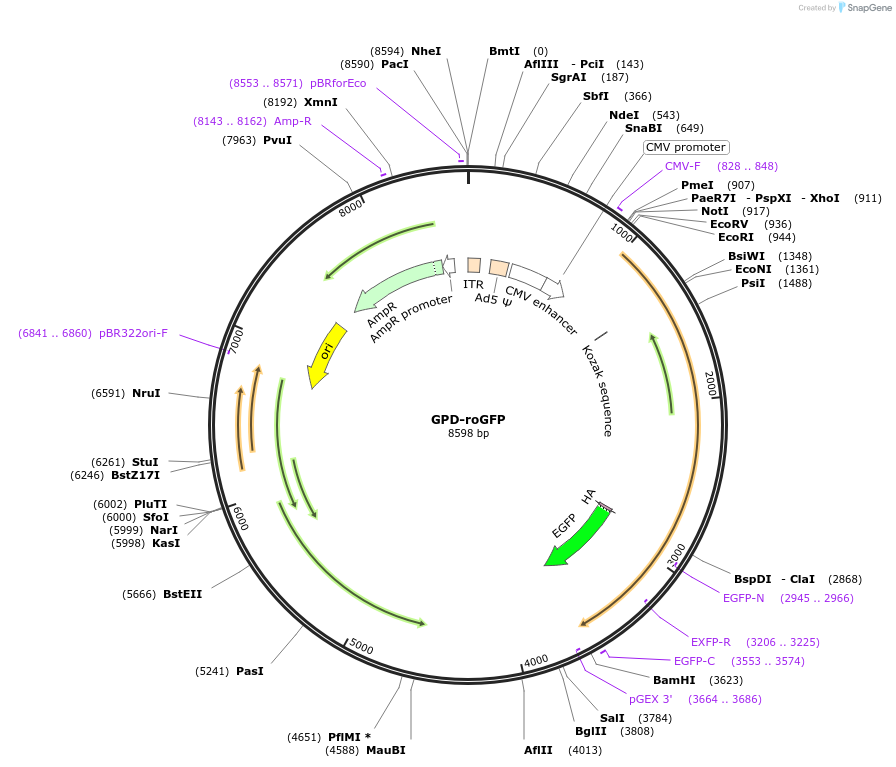 49436-plasmid-map-sequence-id-251833