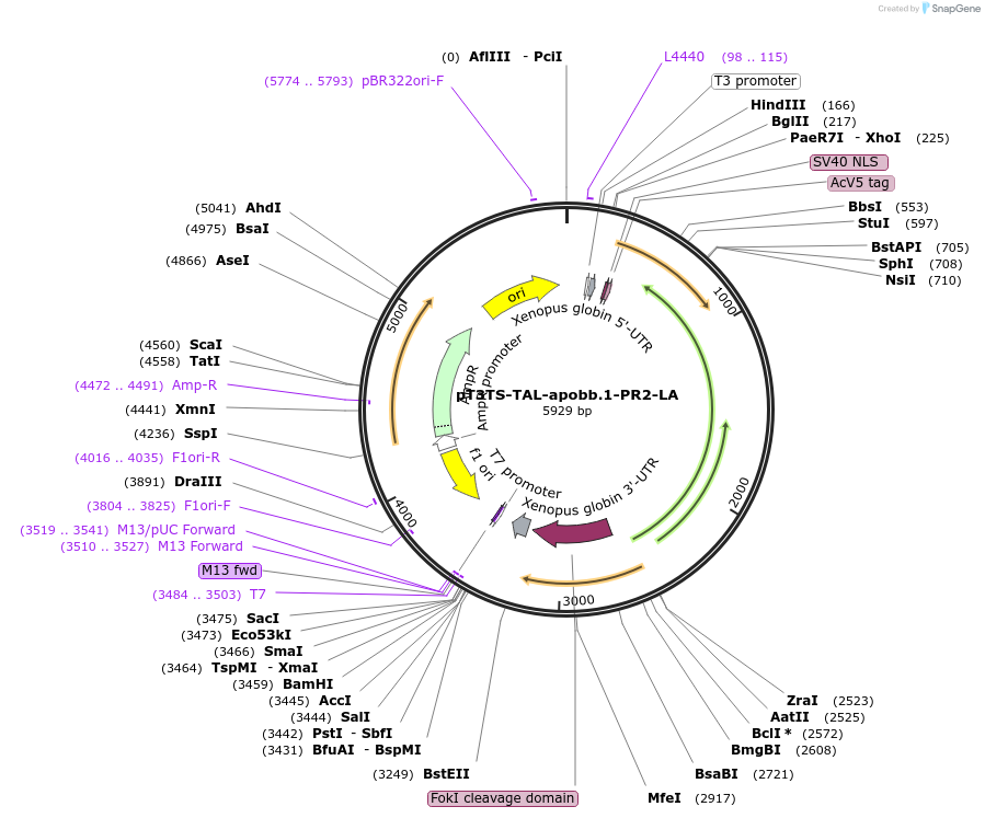 128695-plasmid-map-sequence-id-251835