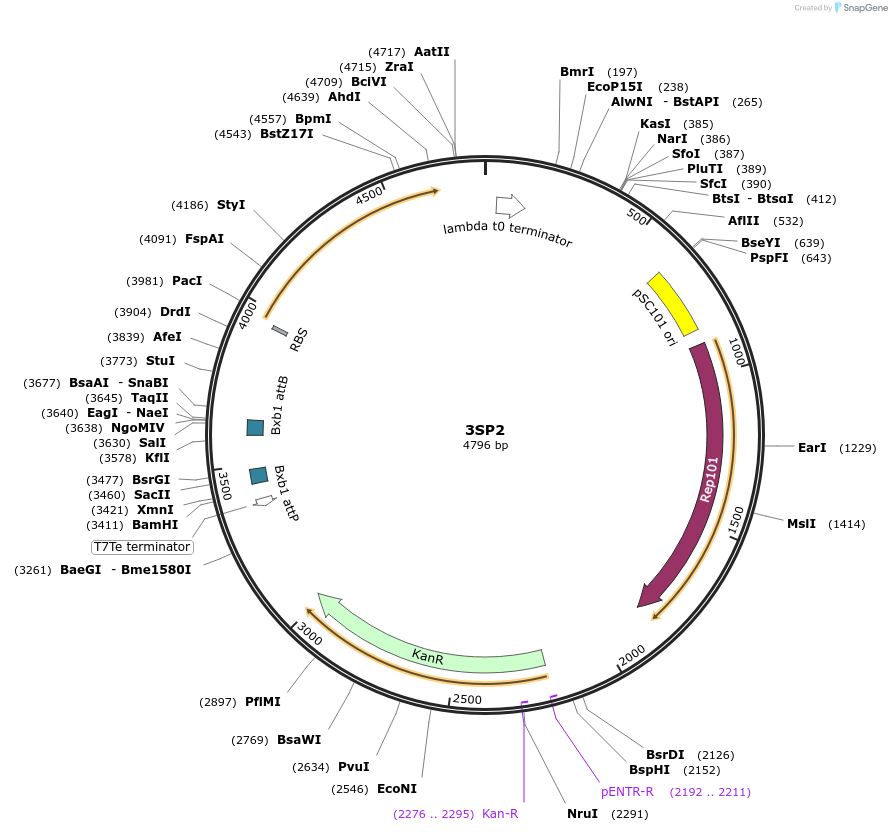 126536-plasmid-map-sequence-id-251839