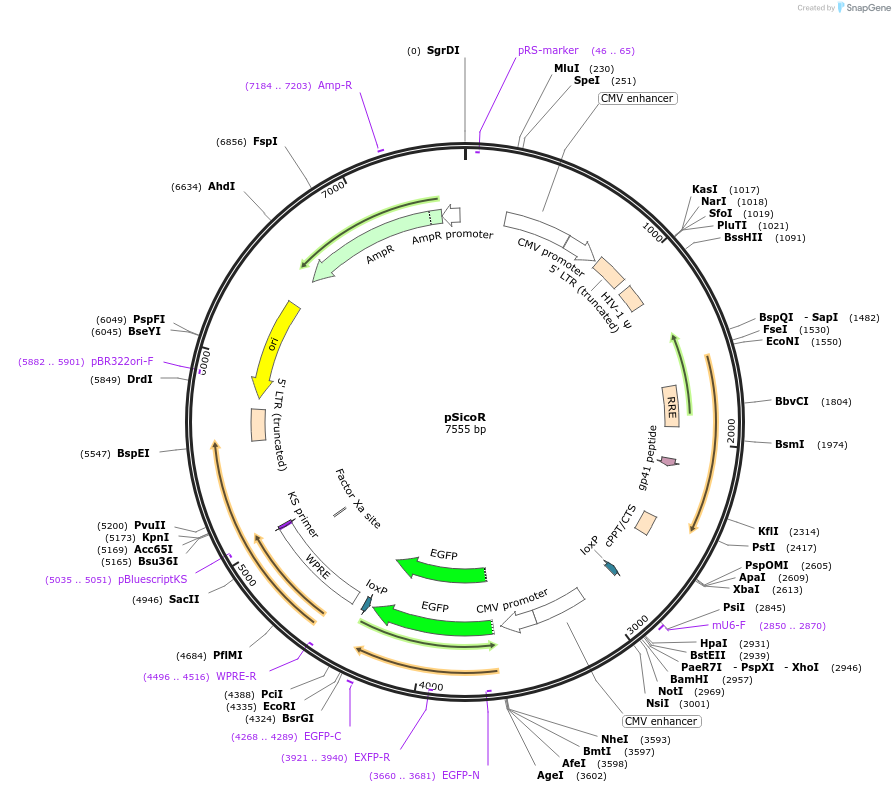 11579-plasmid-map-sequence-id-251845