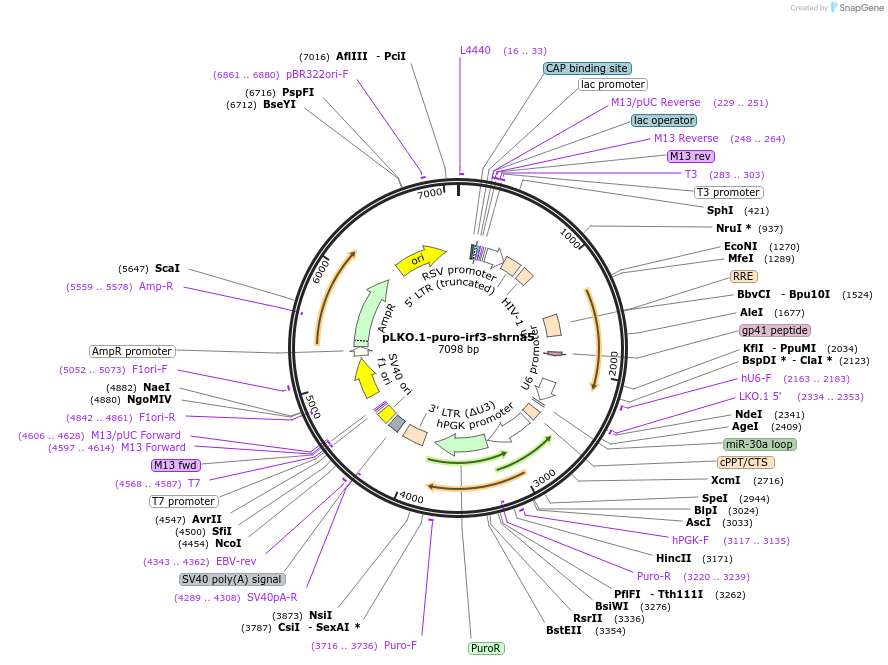 127649-plasmid-map-sequence-id-251847