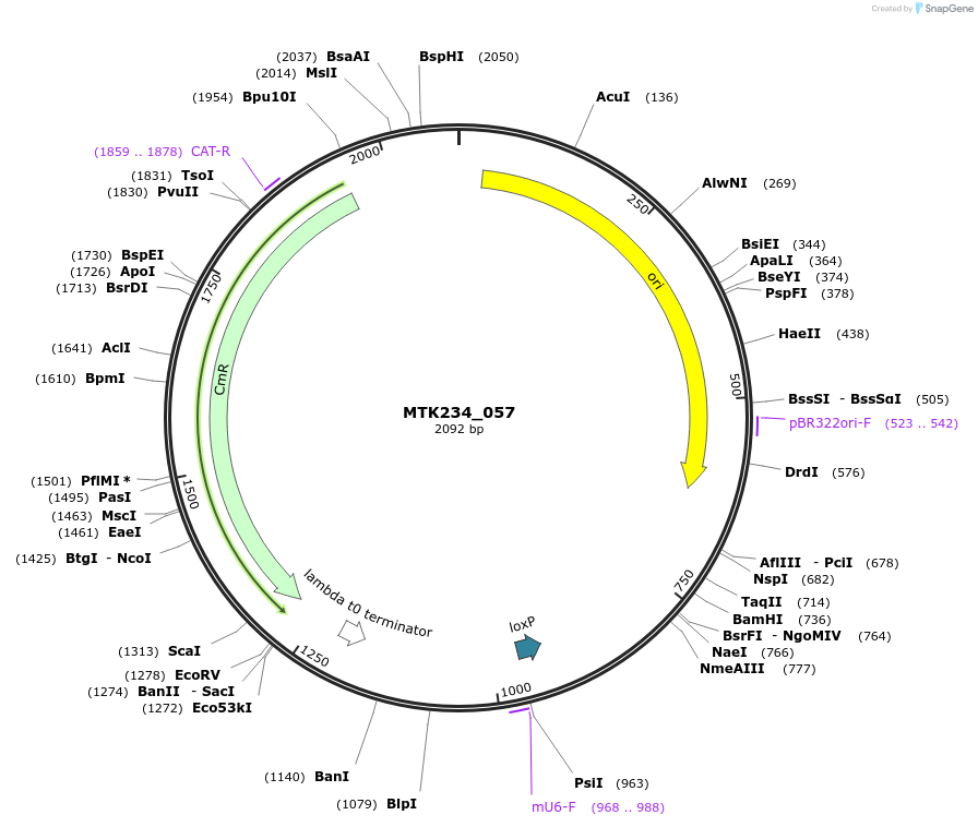 123982-plasmid-map-sequence-id-251859