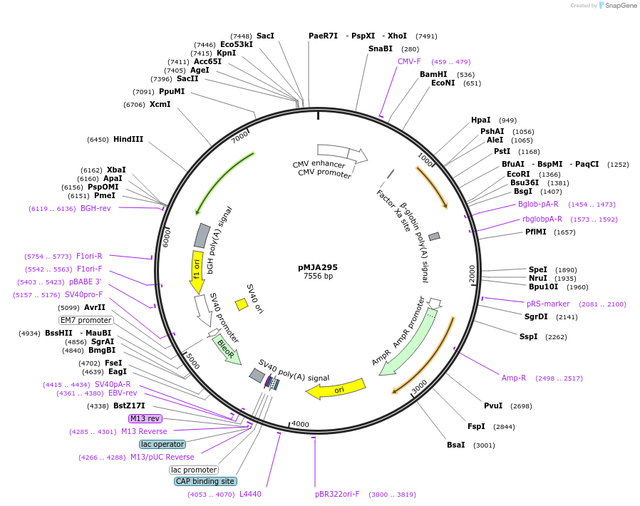 128543-plasmid-map-sequence-id-251874